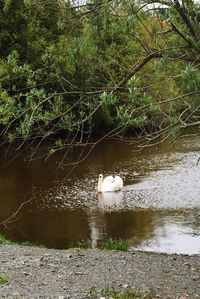 Swan swimming in lake