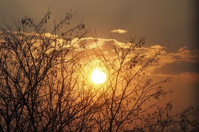 Low angle view of silhouette bare trees against sunset sky