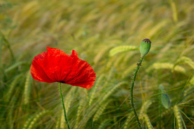 Close-up of red poppy flower