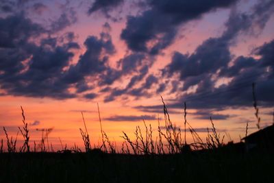 Silhouette plants on field against sky during sunset