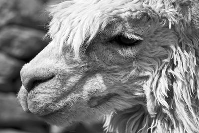 Close-up of llama