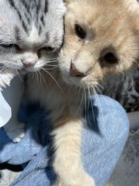 Close-up of a cat