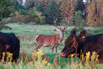 Deer standing on field