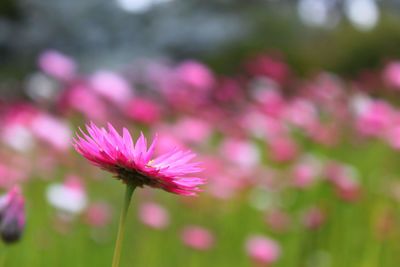 Close-up of pink flower