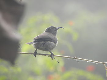 Close-up of bird perching on metal