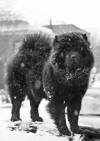 Close-up of black puppy