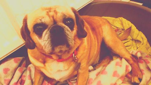 High angle portrait of dog relaxing at home