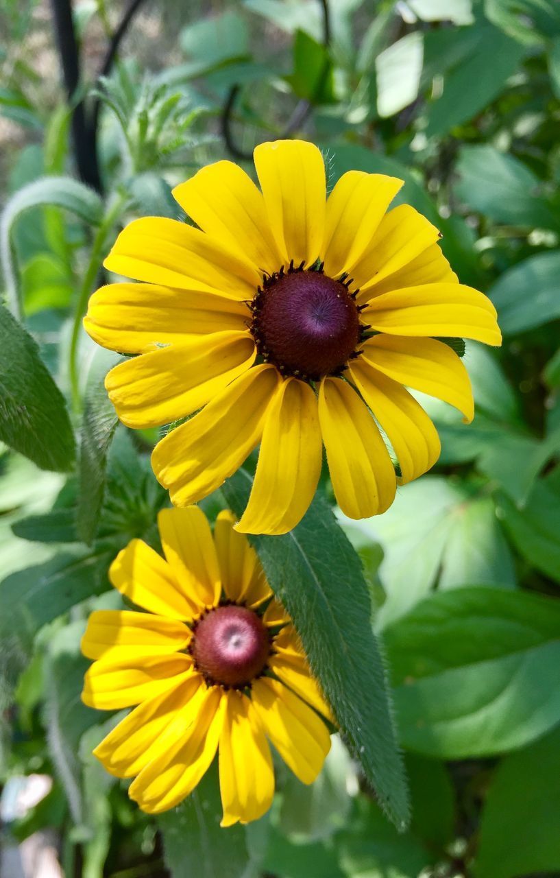 CLOSE-UP OF YELLOW FLOWERS