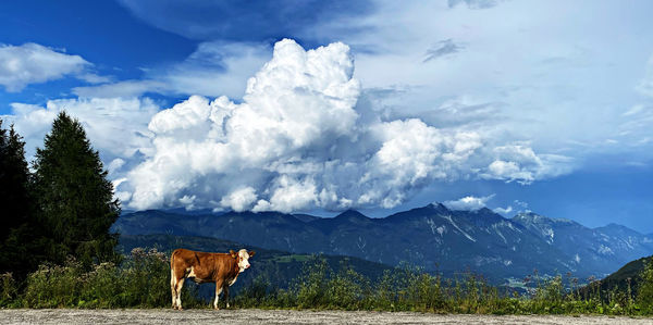 Panoramic view of horse on mountain against sky