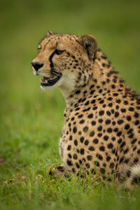 Close-up of cheetah lying in short grass