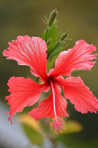 Close-up of red hibiscus blooming outdoors