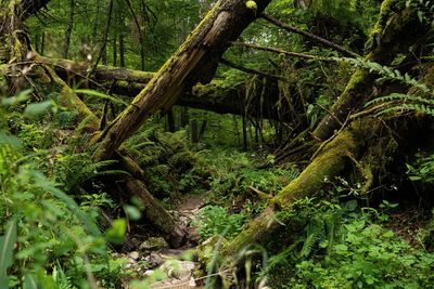 Trees growing in forest