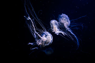 jellyfish