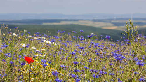 Close-up of flowers blooming in field