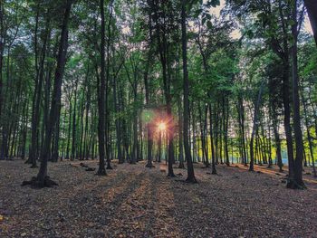 Sunlight streaming through trees in forest