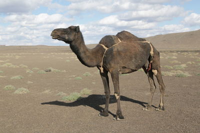 camel