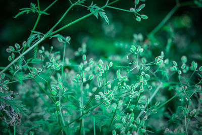 Close-up of flowering plants on land