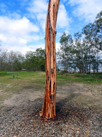 Tree trunk on field against sky