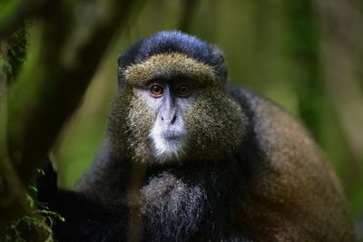 Portrait of a monkey