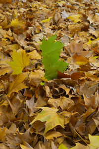 Full frame shot of leaves