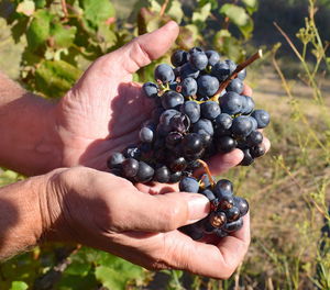 Midsection of man holding grapes