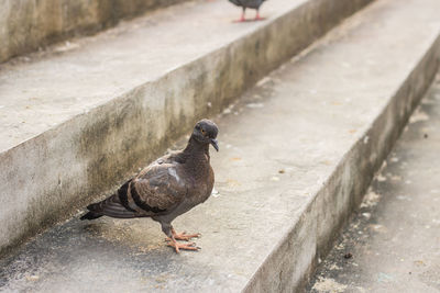 Close-up of pigeon perching on wall