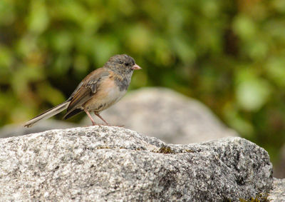 Close-up of bird perching on rock