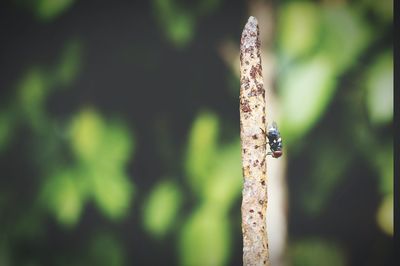 Close-up of damselfly on plant