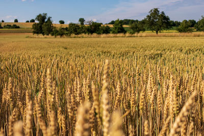 Scenic view of wheat field against sky