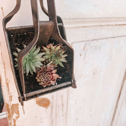 High angle view of potted plant hanging on wall