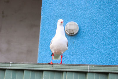 Low angle view of seagull perching on railing against wall