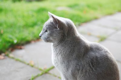 Side view of a cat looking away