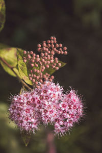 Close-up of pink flowers