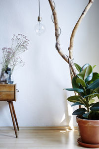 Potted plant on table at home