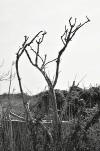 Dead tree on field against sky