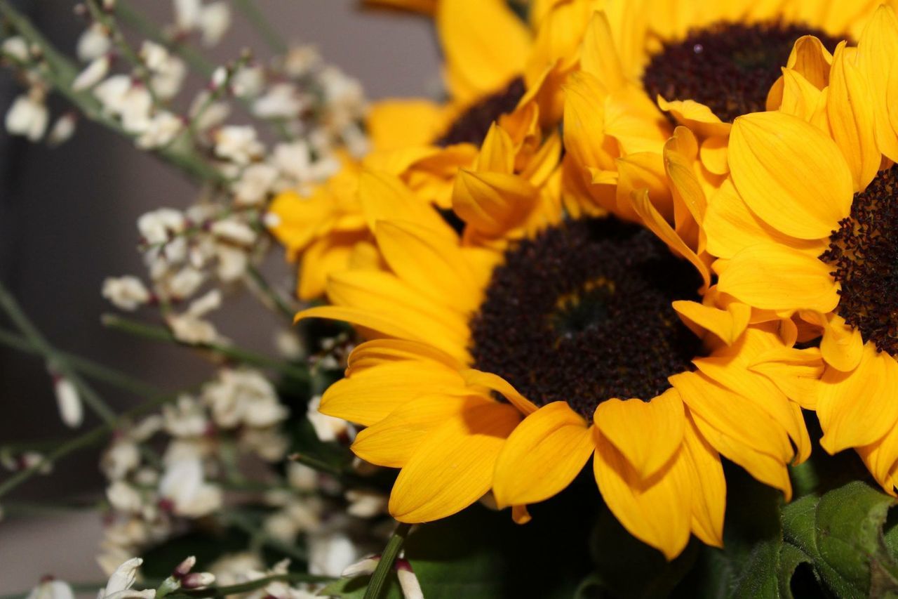 flower, freshness, flower head, petal, fragility, yellow, growth, close-up, beauty in nature, sunflower, blooming, plant, focus on foreground, nature, pollen, in bloom, single flower, botany, day, outdoors