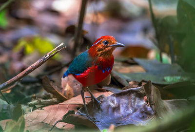 Close-up of bird perching on branch