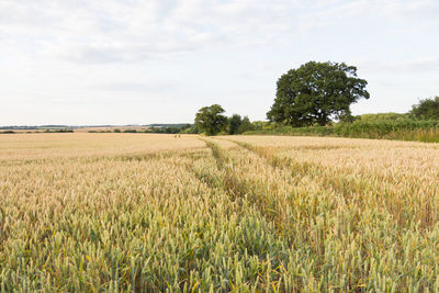 Scenic view of agricultural field against sky