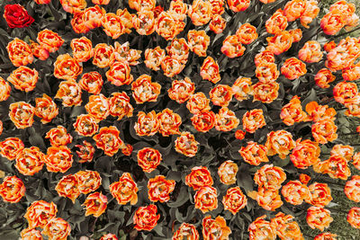 Full frame shot of flowering plants