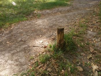 High angle view of trail on field