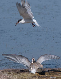 Seagulls flying over lake
