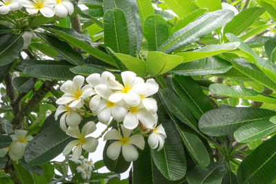 Close-up of white flowering plant