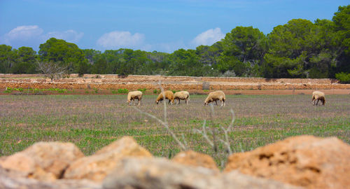 Sheep in a field