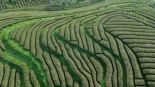 Full frame shot of agricultural field