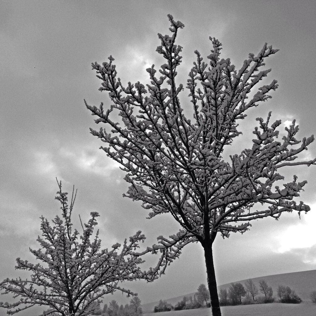 sky, bare tree, tranquility, branch, tranquil scene, nature, tree, scenics, beauty in nature, landscape, mountain, low angle view, cloud - sky, dead plant, day, no people, single tree, non-urban scene, outdoors, cloud