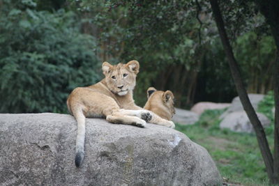 View of young lion on rock against trees