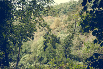 Trees in forest