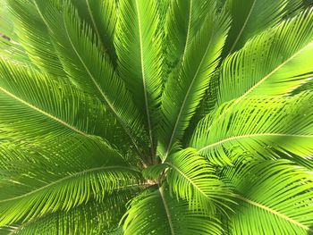 Close-up of fresh green plant