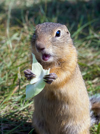 Close-up of squirrel