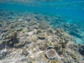 Aerial view of coral underwater